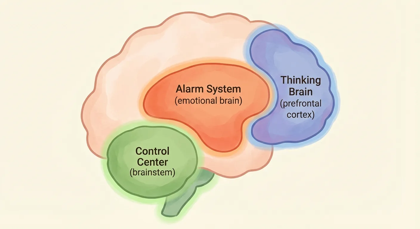 Kid-friendly brain diagram showing three zones: Control Center, Alarm System, and Thinking Brain