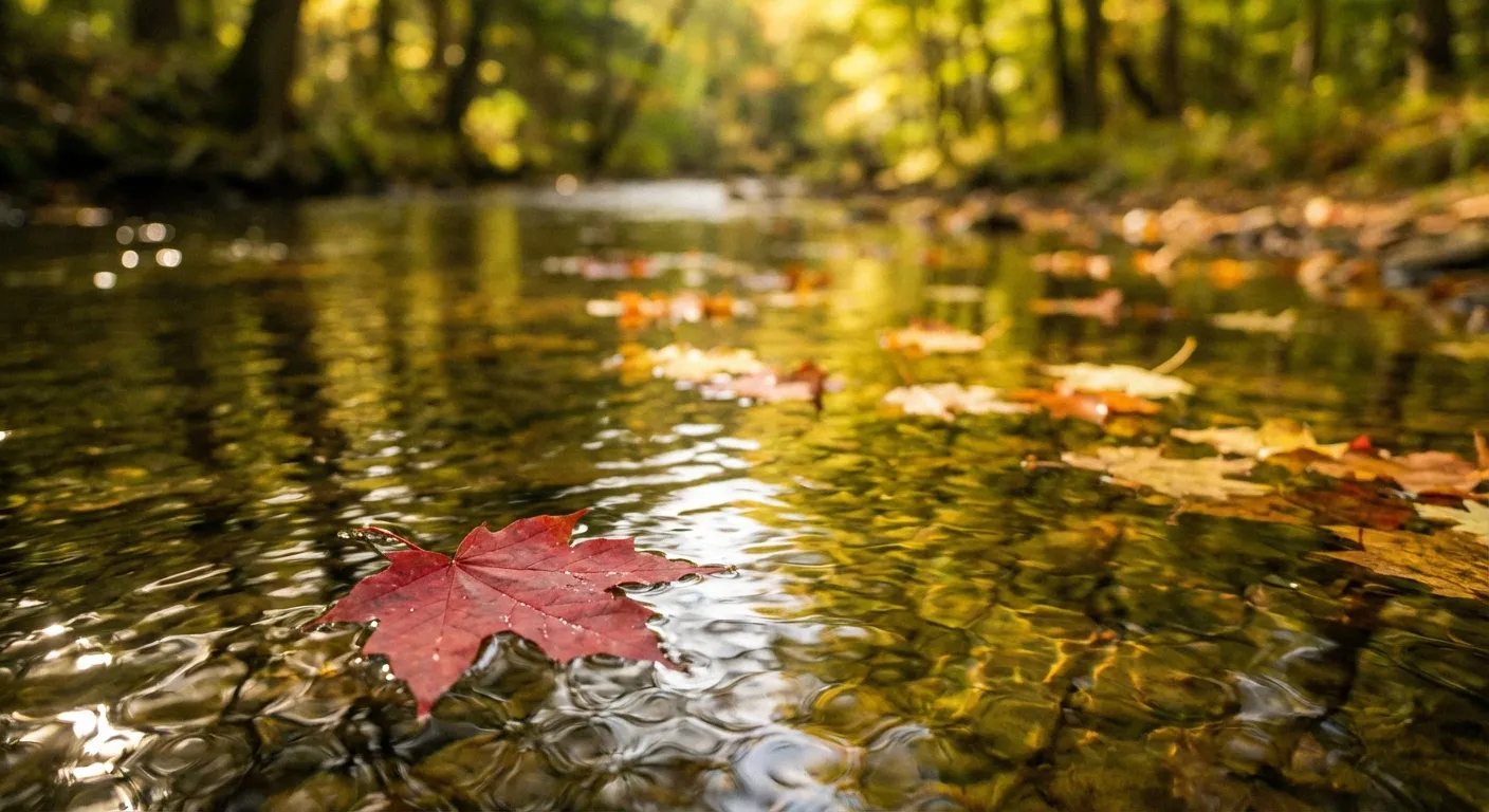 Leaves floating gently down a sunlit forest stream
